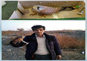 رها سازی یک بهله پرنده شکاری دلیجه در میاندوآب