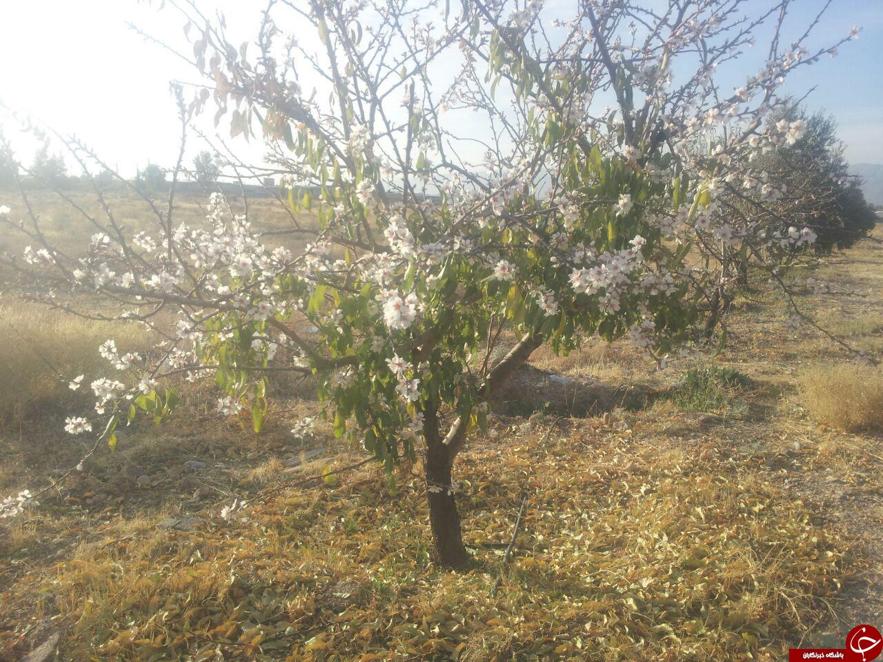 شکوفایی درخت بادام در زمستان + تصویر