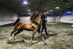 برگزاری جشنواره اسب اصیل عرب در شوش
