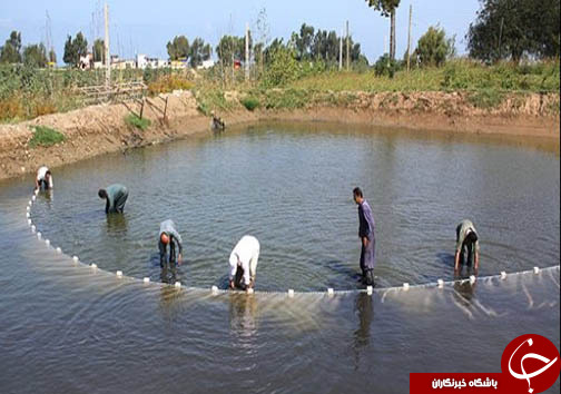 آبزی پروری راهی برای اشتغال خانگی