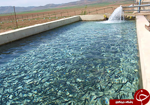 آبزی پروری راهی برای اشتغال خانگی