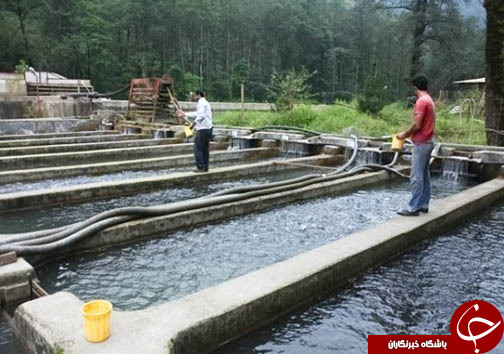 آبزی پروری راهی برای اشتغال خانگی
