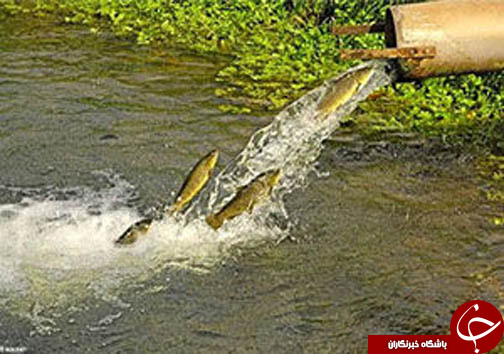 آبزی پروری راهی برای اشتغال خانگی