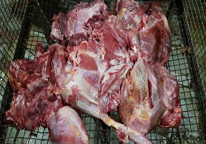 معدوم کردن لاشه یک گاو در بیرجند