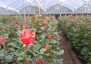 بهره برداری از سومین گلخانه تولید گل رز هلندی استان اردبیل در خلخال