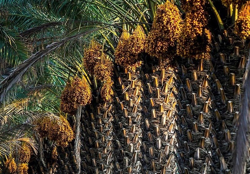 نیاز&zwnj;های فناورانه خوشه صنعتی خرمای استان بوشهر در استان خراسان رضوی رفع می&zwnj;شود