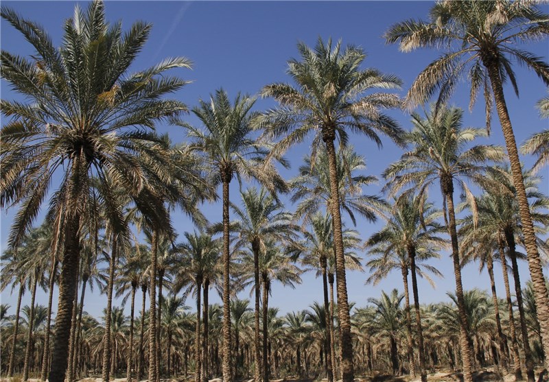 افتتاح طرح اصلاح شیوه آبیاری ۱۷۰ هکتاری نخیلات آبپخش دشتستان