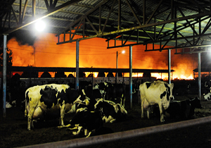 یک کشته و یک مجروح در حادثه آتش سوزی