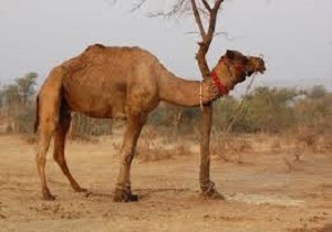 اخراج کاروان غیرمجاز ۶۰۰ نفری شتر از تالاب هامون