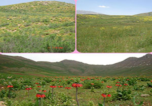 بیمه شدن  ۴۶ طرح مرتعداری در لرستان