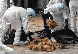 مشاهده یک مورد آنفولانزای فوق حاد پرندگان در جنوب تهران/شکار پرندگان وحشی تا اطلاع ثانوی ممنوع