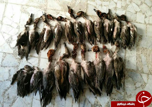 کشف لاشه ۷ راس گراز و ۲۰ قطعه پرنده در سه شهر مازندران +تصاویر