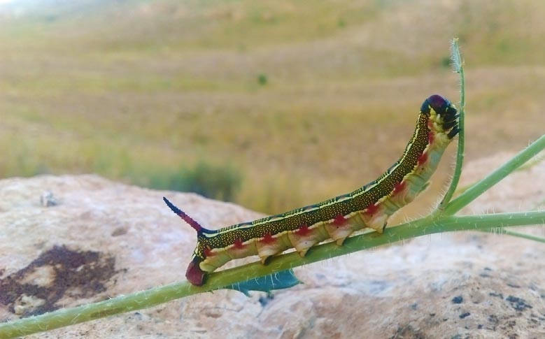 روستای کلدوزخ ایذه در محاصره لارو پروانه گربه‌ نوروزی