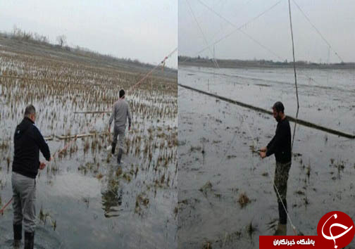 جمع آوری ۲۰ رشته دام هوایی در شهرهای مازندران + تصاویر جمع آوری ۲۰ رشته دام هوایی در شهرهای مازندران + تصاویر