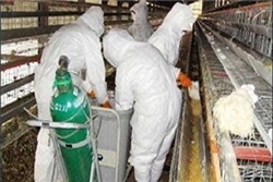 24 میلیون خسارت اقتصادی ناشی از آنفلوآنزای پرندگان