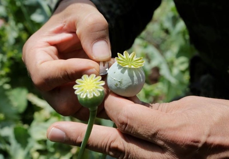 کشف ۱۰کیلو گرم بذر ماده مخدر گل از یک کامیون