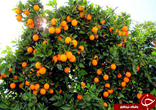 سالی پربار برای باغداران مرکبات مازندران