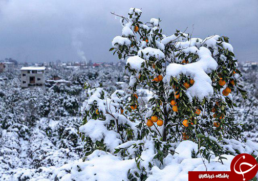 سالی پربار برای باغداران مرکبات مازندران