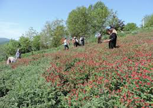 افزایش درآمد کشاوزان مازندران با سرمایه گذاری در تولید گیاهان دارویی