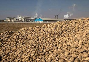 مطالبات چغندرکاران تا اردیبهشت سال آینده پرداخت میشود