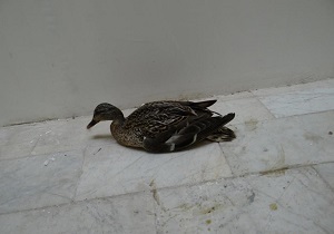 دستگیری شکارچی غیرمجاز در شهرستان سرعین