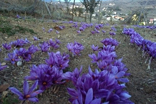زعفران و گیاهان دارویی جایگزین کشت غلات و پیاز در اصفهان می شود