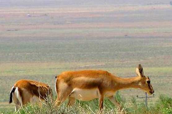 هیئت والیبال استان زنجان به جمع حافظان حیات وحش پیوست