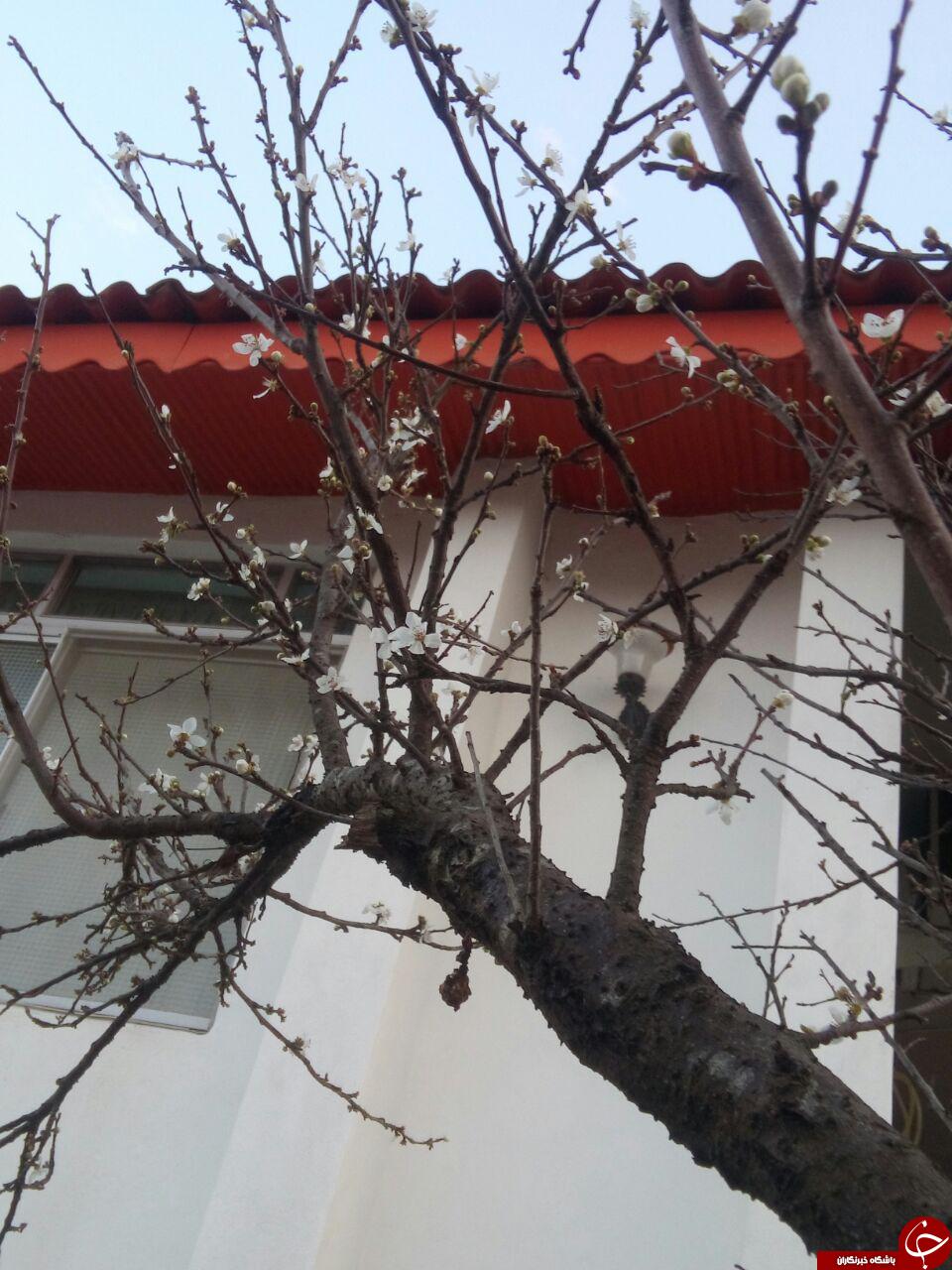 تصویری از شکوفایی درخت در محمودآباد