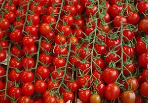 برداشت ۲۰ هزار تن گوجه فرنگی خارج از فصل در سیستان و بلوچستان