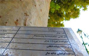 آغاز طرح ' شناسنامه درخت من ' در دزفول