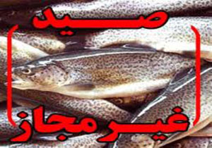 متخلفان صید غیر مجاز ماهی در پلدختردستگیرشدند