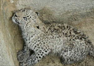 نجات پلنگ ایرانی توسط اهالی بخش احمدی