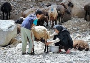 تولید سالانه ۳۰۰ میلیارد تومان محصولات دامی توسط عشایر اردبیل