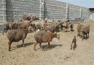 توقیف 41رأس دام سبک قاچاق در نهبندان