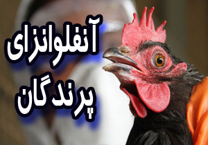 هشدار نسبت به شیوع آنفولانزای پرندگان