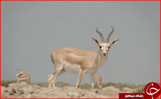 سفر به پایتخت انرژی ایران