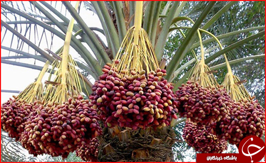 سفر به پایتخت انرژی ایران