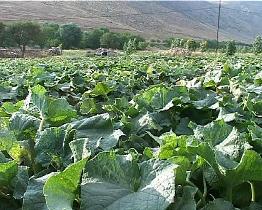 اندیمشک یکی از مهم‌ترین تولید کننده محصولات جالیزی