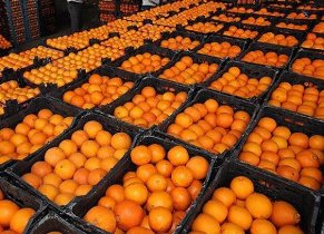 تأمین میوه شب عید گیلانیان
