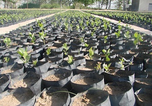 شرکت تعاونی تولیدکنندگان نهال استان سمنان آغاز به کار کرد /  حمایت‌دولت برای تهیه نهال‌ شناسنامه‌دار