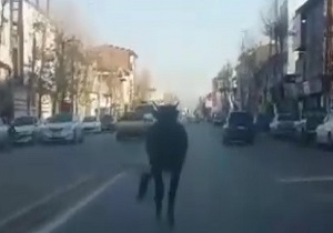 جولان گاومیش عصبانی در خیابان های شهر! + فیلم