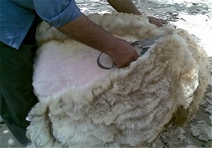 تولید بیش از  هزار تن پشم در خراسان جنوبی