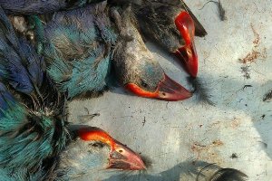 دستگیری ۴ شکارچی متخلف در شفت