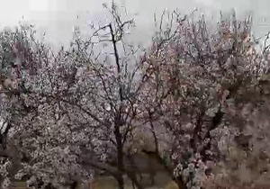بسته
