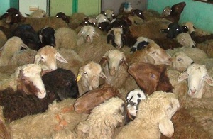 سارقان ۳۰۰ راس دام در چنگ کارآگاهان پلیس استان مرکزی