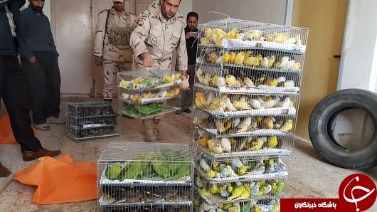 کشف و ضبط تعداد 775 قطعه پرنده زینتی توسط مأمورین پاسگاه هنگ مرزی شوشمی+تصاویر