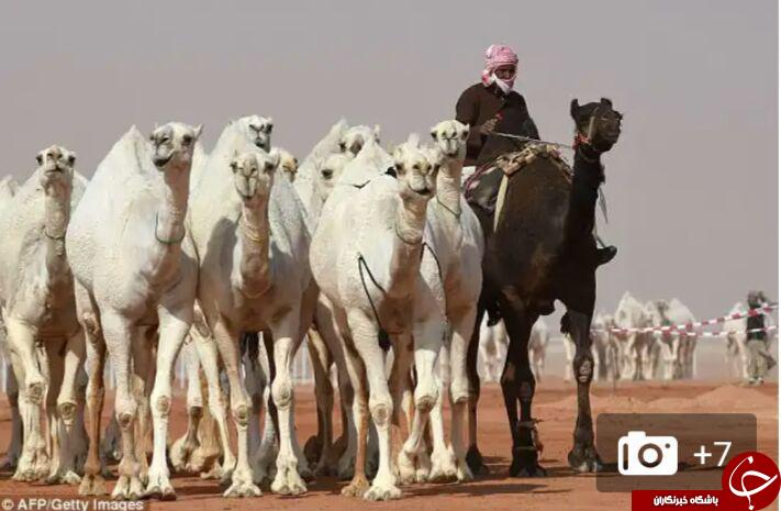 حذف 12 شتر در رقابت های زیباترین شتر به علت عمل بوتاکس! تصاویر