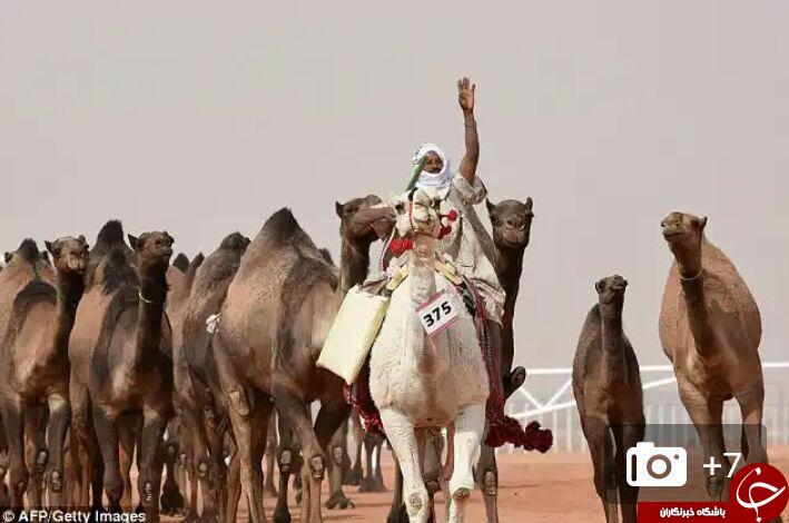 حذف 12 شتر در رقابت های زیباترین شتر به علت عمل بوتاکس! تصاویر