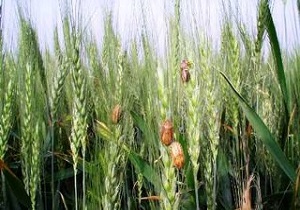 احتمال افزایش خسارت سن غلات در قزوین