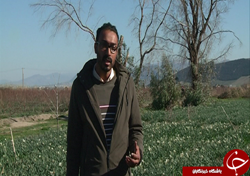 مهمان زمستانی گرمابخش زندگی کشاورزان